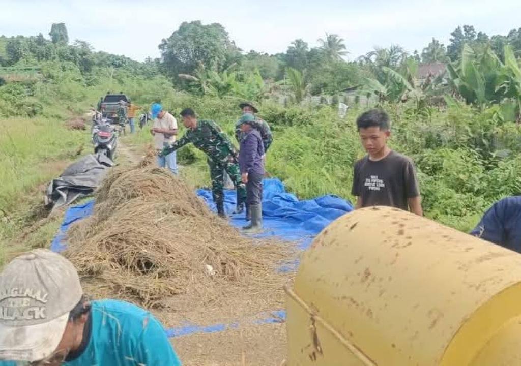3 Bulan Menanam, Kini Panen! Petani Longgot Ollo Sorong Selatan Berhasil Panen Padi Rojo Lele dan IR 64