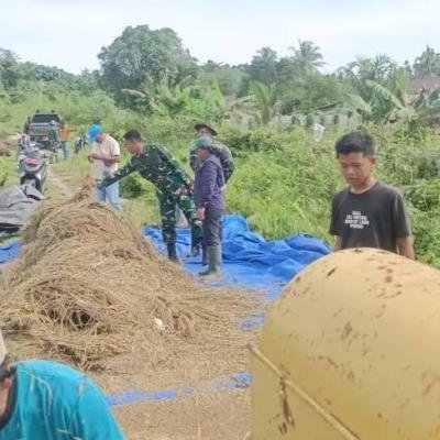 3 Bulan Menanam, Kini Panen! Petani Longgot Ollo Sorong Selatan Berhasil Panen Padi Rojo Lele dan IR 64