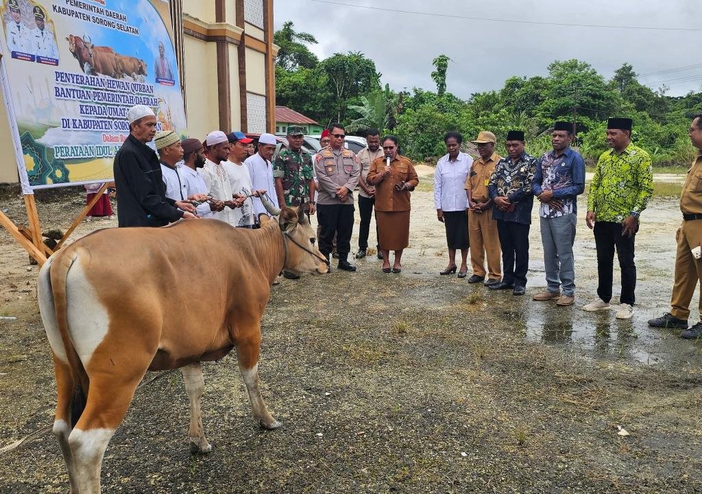 Bupati Sorong Selatan Serahkan Hewan Kurban untuk Umat Muslim, Total 13 Ekor Sapi Disiapkan Sambut Idul Adha 1446 H