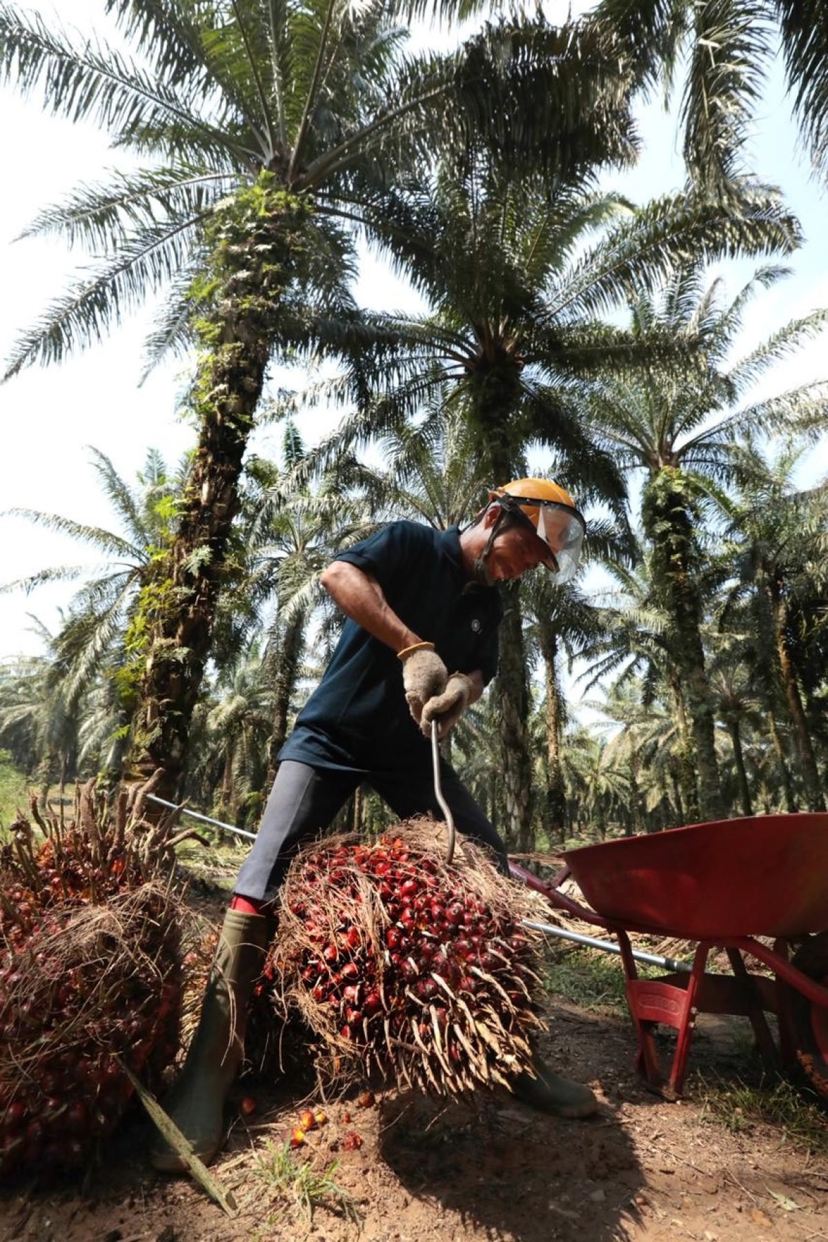Salah satu karyawan dari ANJ sedang melakukan panen kelapa sawit